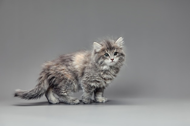 Carino e adorabile gattino grigio su uno sfondo grigio
