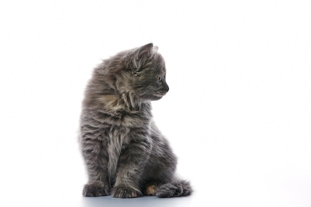 Carino e adorabile gattino grigio su uno sfondo bianco