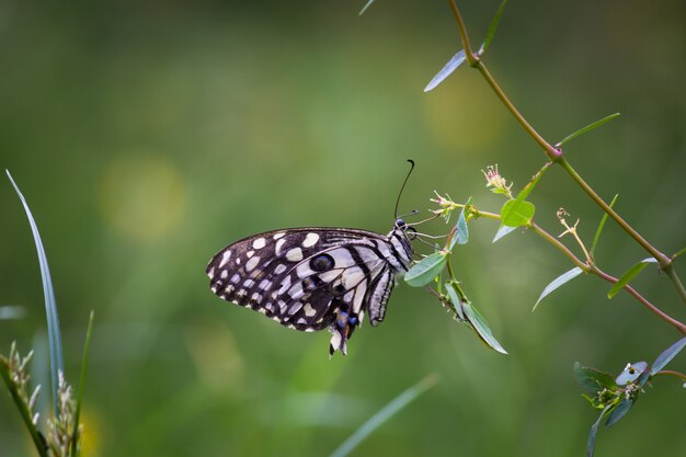 Una graziosa e adorabile farfalla papilio demoleus che riposa sulle foglie verdi fresche della pianta