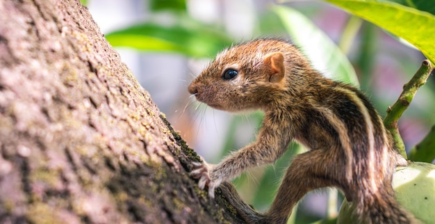 Cute and adorable smallboned newly born squirrel baby struggling hold on to a big mango tree three stripes on the back and furry skin Close up wild animal portraiture photographs