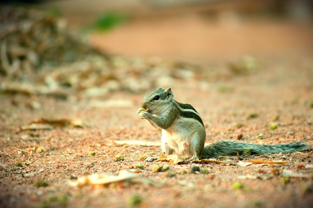 Cute and adorable Squirrel on the ground