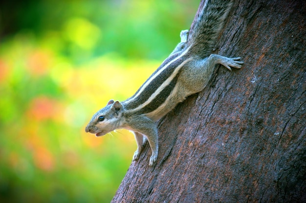 Cute and adorable Squirrel on the tree trunk