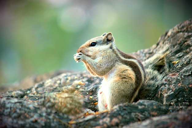 Cute and adorable Squirrel on the tree trunk