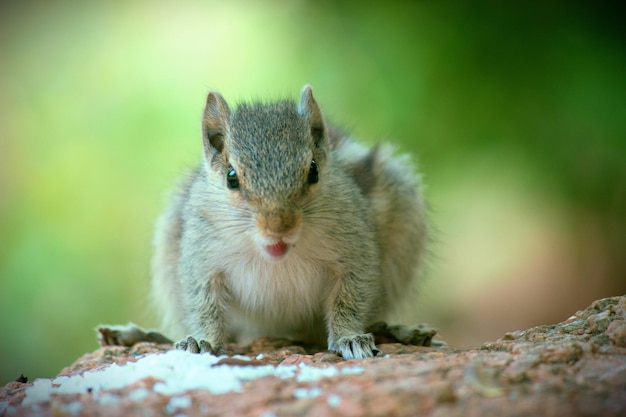 Cute and adorable Squirrel on the tree trunk