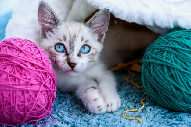 Cute adorable tabby kitten with blue eyes near balls and basket on the blue surface