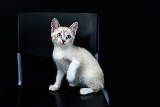 Cute adorable tabby kitten with blue eyes