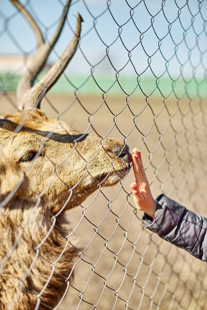 Un cervo adulto carino lecca la mano di una bambina, bambino, cervi che vivono in un campo naturale, zoo