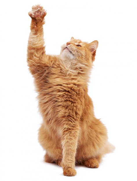 Cute adult fluffy red cat sitting and raised its front paws up