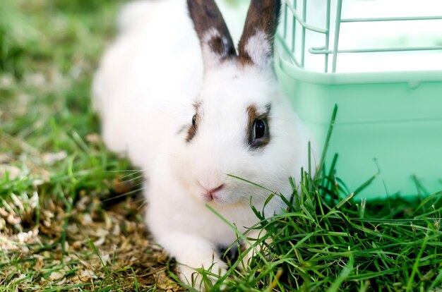 Cute Adult white rabbit bunny sits on a grass