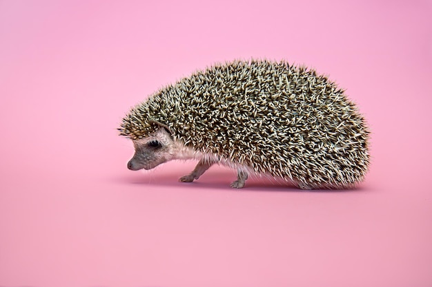 Cute african pygmy hedgehog on pink background