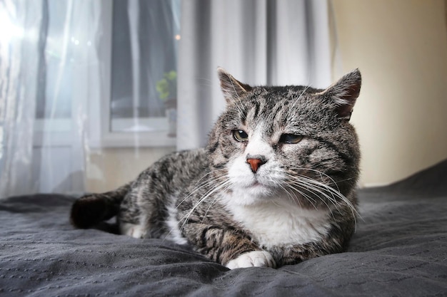 Photo cute aged cat lying on bed at home