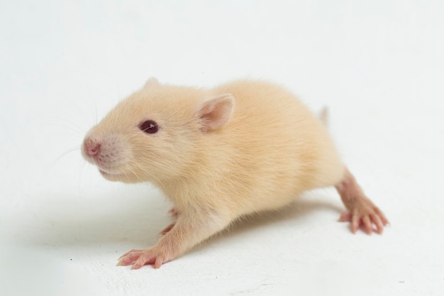 cute albino rat isolated on a white background