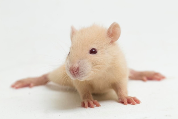 cute albino rat isolated on a white background