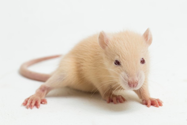 cute albino rat isolated on a white background
