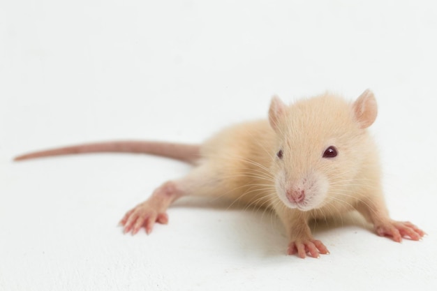 cute albino rat isolated on a white background