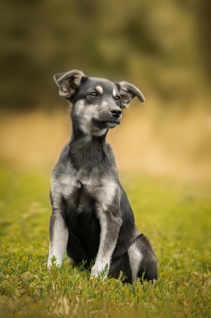 緑豊かな緑の草の中に座っているキュートで警戒心の強い黒い子犬