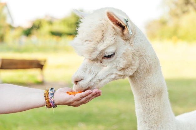 Милая альпака с забавным лицом ест корм в руке на ранчо в летний день.