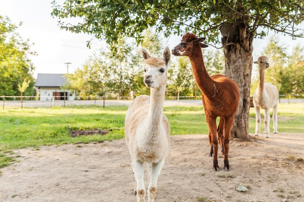 Cute alpaca with funny face relaxing on ranch in summer day. Domestic alpacas grazing on pasture in natural eco farm countryside. Animal care and ecological farming concept