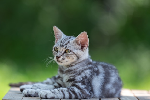 Милый американский короткошерстный котенок в саду