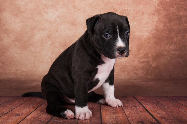 アメリカン・スタッフォードシャー・テリア・ドッグ (American Staffordshire Terrier) またはアンスタフ・パプー (Amstaff Puppy) 茶色の背景に描かれています