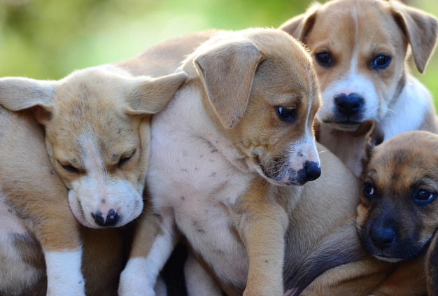 Photo cute amstaff puppies