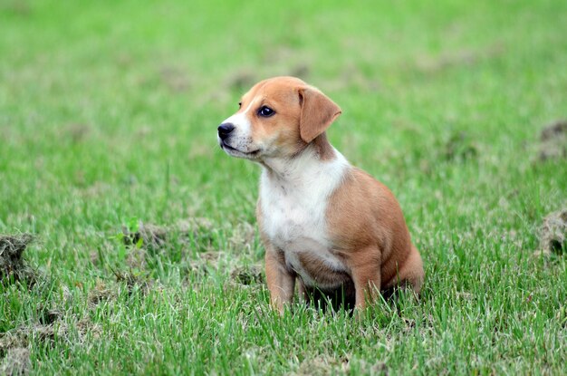 Photo cute amstaff pyppy