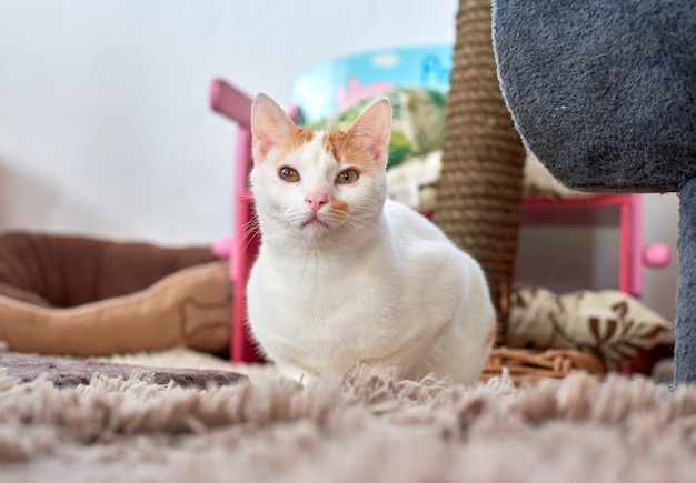 A cute Anatolian cat with green eyes on the carpet