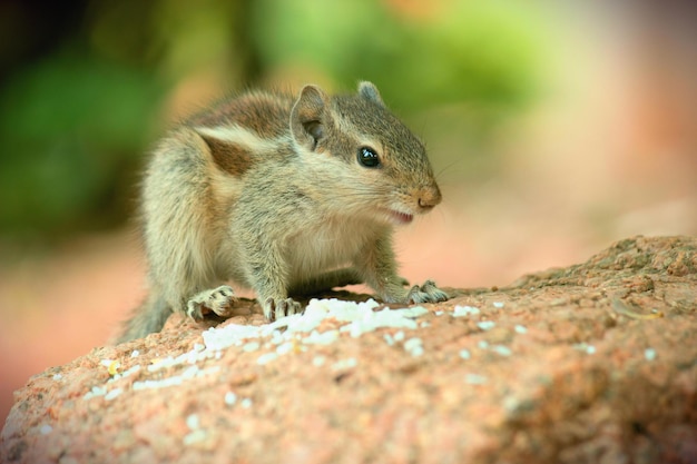 写真 地面にキュートで愛らしいリス