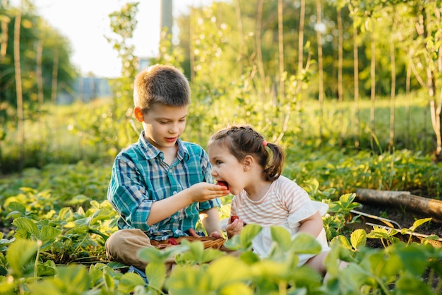 幼稚園時代のかわいい幸せな弟と妹は、晴れた夏の日に庭で熟したイチゴを集めて食べます。幸せな子供時代。健康的で環境にやさしい作物。