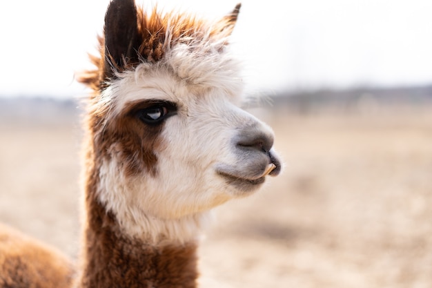 Cute animal alpaka lama on farm outdoors With funny teeth