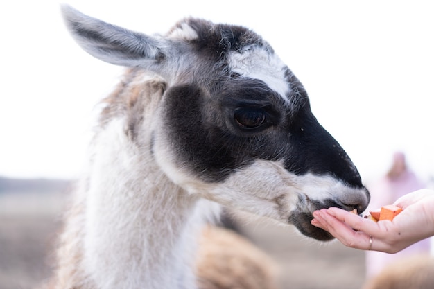 面白い歯を持つ屋外の農場でかわいい動物アルパカラマ