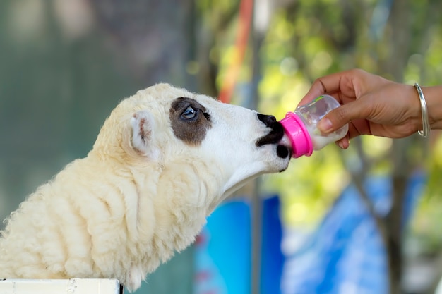 かわいい動物の世界、農場で面白い羊