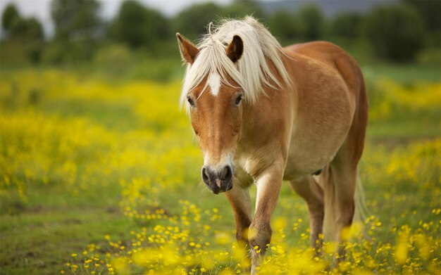 Foto animali carini.