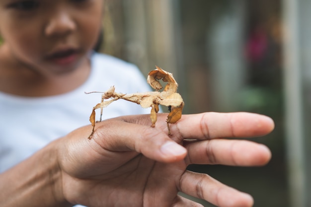 Милая азиатская девушка ребенка смотря и касающий кузнечик лист который вставляет на родительской руке