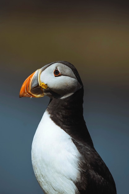 Photo cute atlantic puffin on the treshnish isles