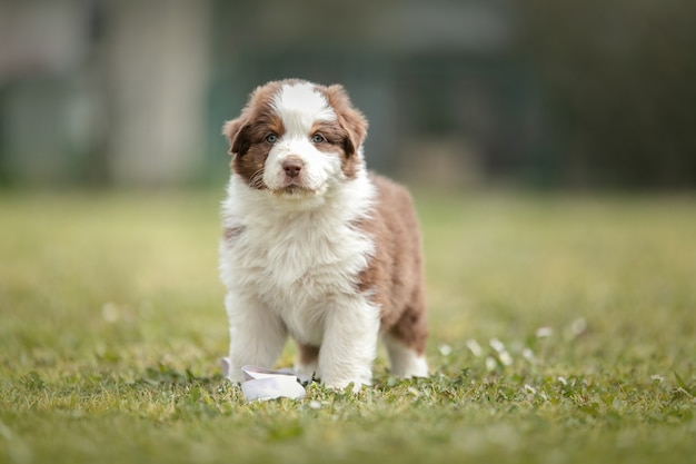 写真 外の芝生でかわいいオーストラリアンシェパードの子犬