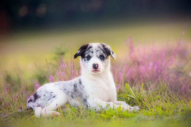 牧草地でかわいいオーストラリアンシェパードの子犬。