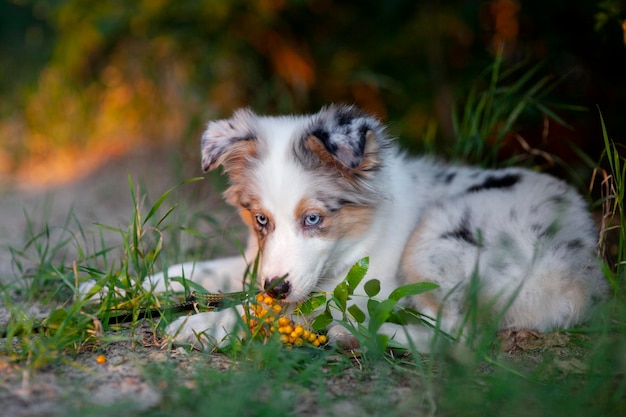 Foto cucciolo di pastore australiano carino un animale domestico cammina nel parco all'aperto cane australiano con gli occhi azzurri