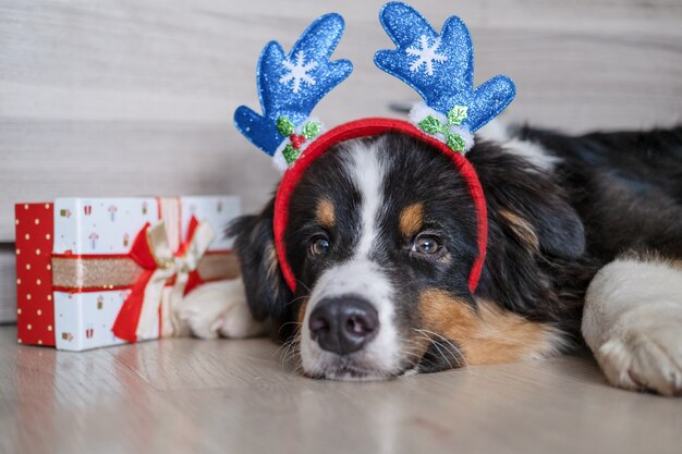 Cute Australian shepherd three colours puppy dog in deer antler rim with Christmas gift in lie on floor. Merry Christmas. Happy new year.