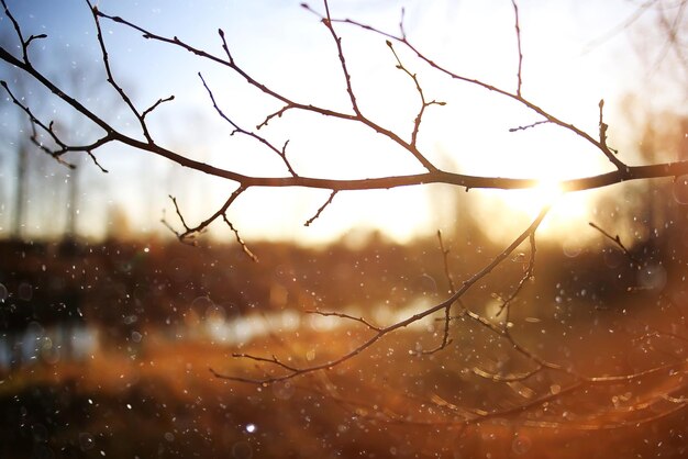 cute autumn background blur dry grass and twigs sunlight