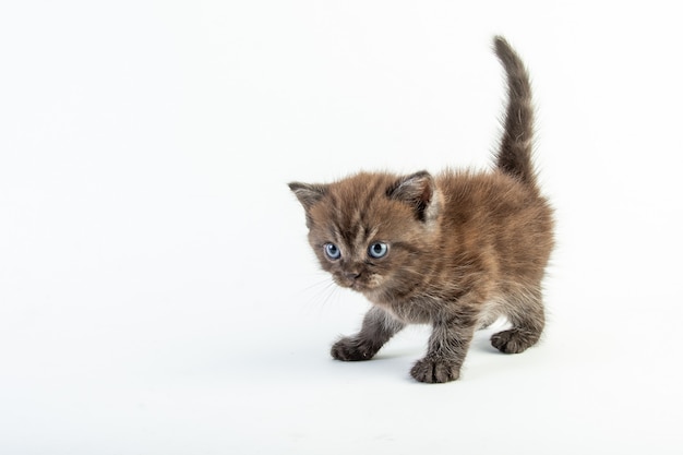 Cute baby cat on white background