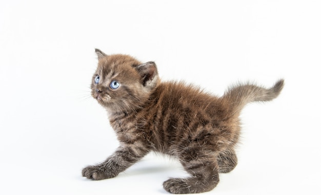 Cute baby cat on white background