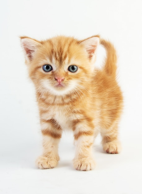 Cute baby cat on white background