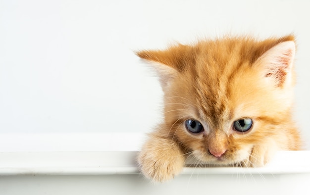 Cute baby cat on white background