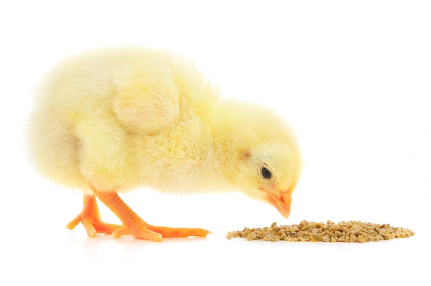 Cute baby chicken eating grains