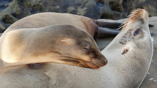 귀여운 아기 새끼, 달콤한 바다 사자 강아지와 어머니. 재미있는 게으른 물개, La Jolla, San Diego, California, USA