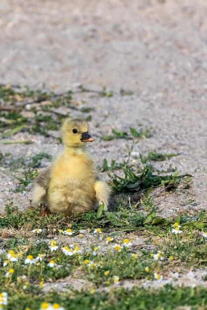 A cute baby ducks walking on the grass near to the lake