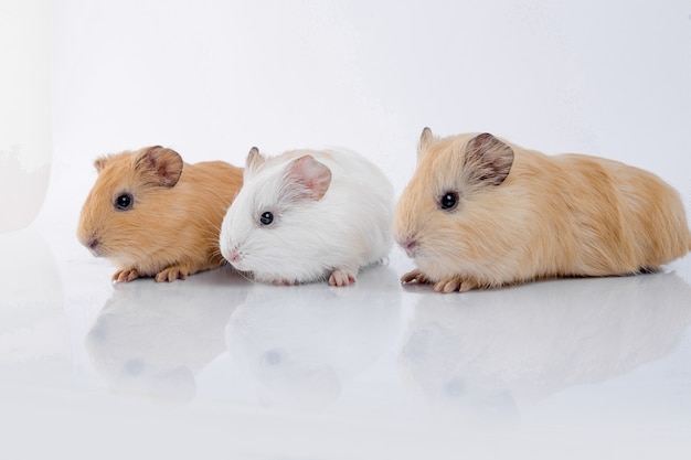 cute baby guinea pig