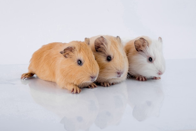 cute baby guinea pig