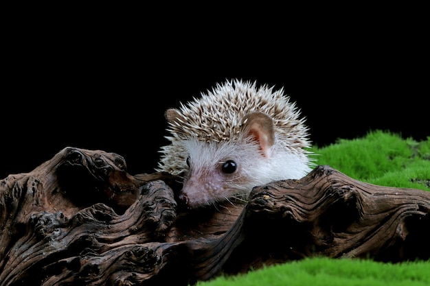 Cute baby hedgehog closeup on moss with black background